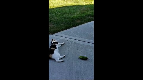 Our funny cats!