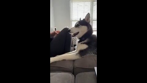The dog gave her a playful slap 😍
