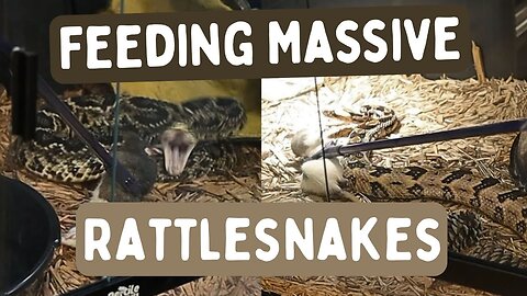 Feeding My Largest Venomous Rattlesnakes