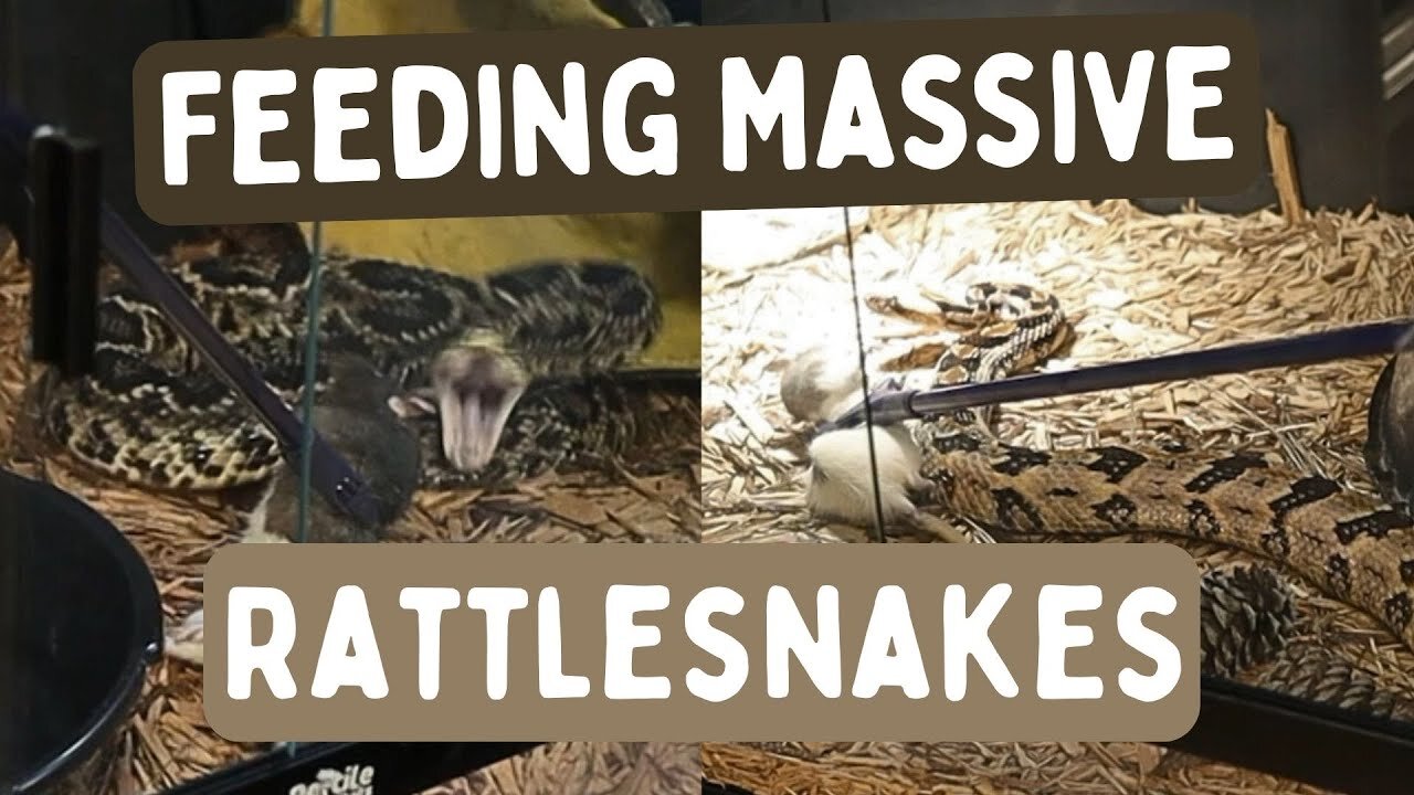 Feeding My Largest Venomous Rattlesnakes