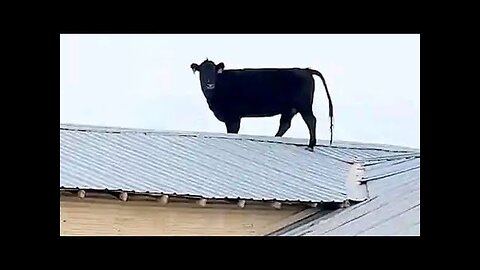 Funniest ANIMALS Videos 2024 will MAKE You LAUGH Uncontrollably 😂