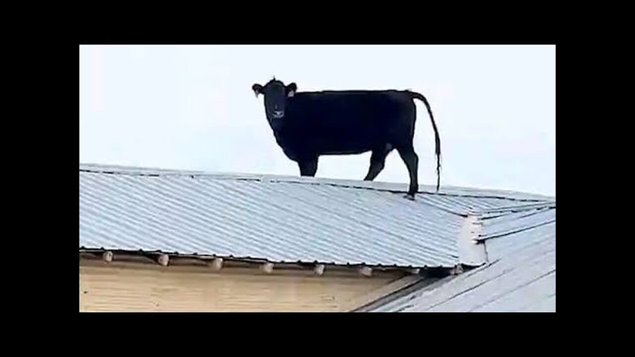 Funniest ANIMALS Videos 2024 will MAKE You LAUGH Uncontrollably 😂