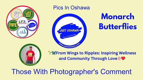 Those With Photographer's Comment Monarch Butterflies