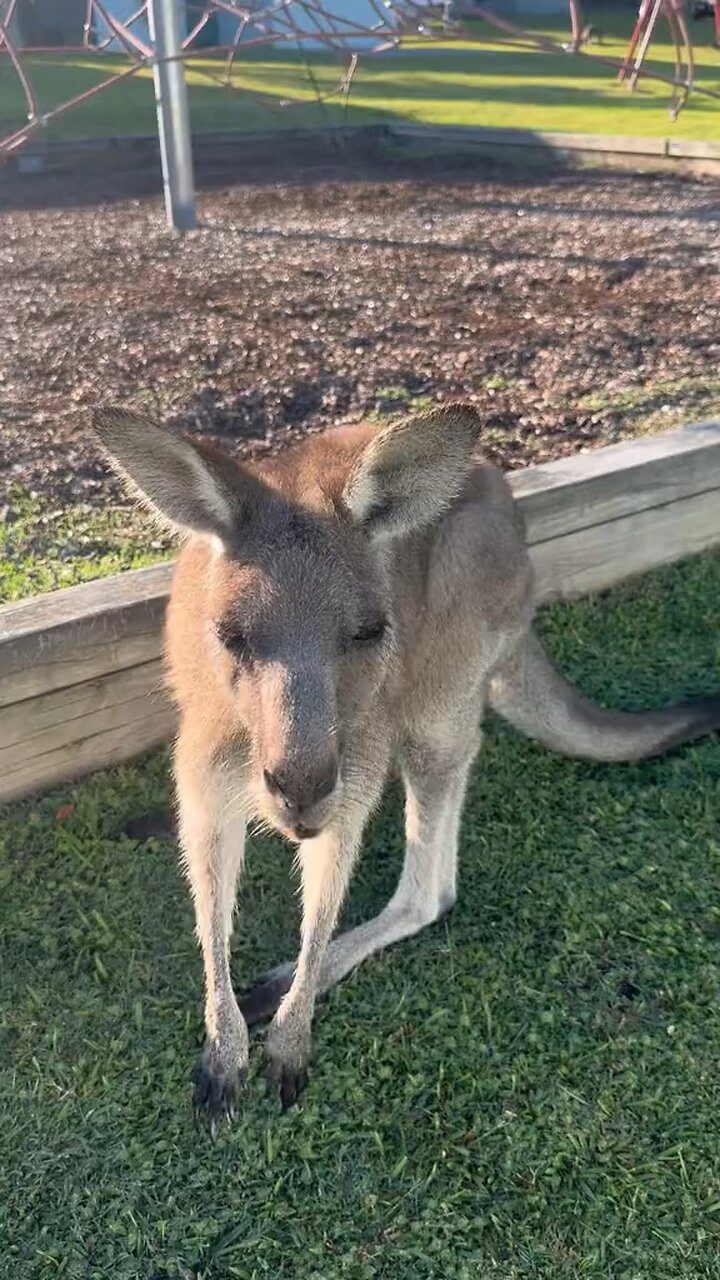 Australian kangaroo