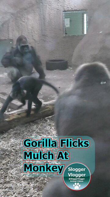Gorilla Flicks Mulch At Monkey