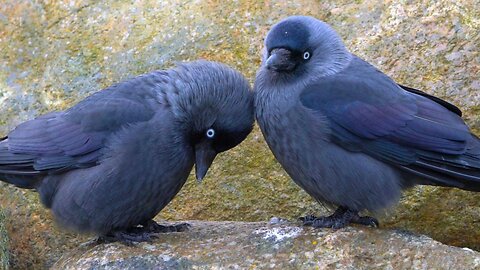 Couples and Pairs of Jackdaws Together on the Beach Rocks