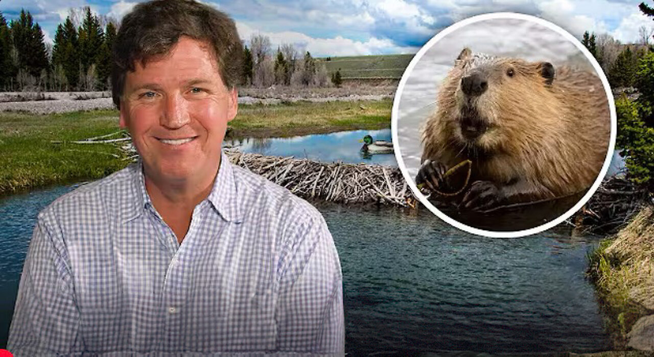 Tucker’s Morning Routine and Daily Encounter With an Angry Beaver