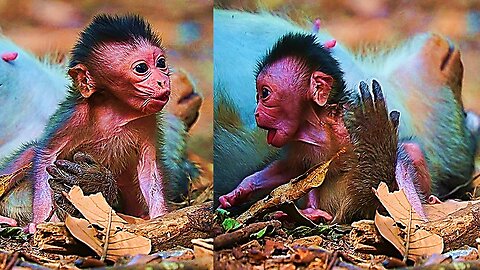 Monkey ELSA Wanna Abandoned Her Newborn Baby EMORY?