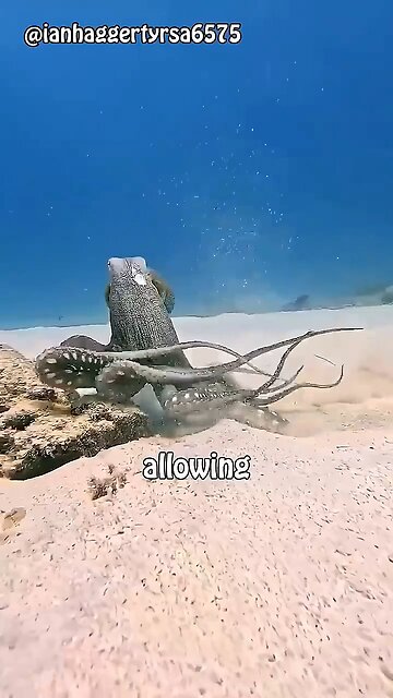 Is the Octopus Actually an Alien? 🐙👽 | Mind-Blowing Ocean Facts #shorts