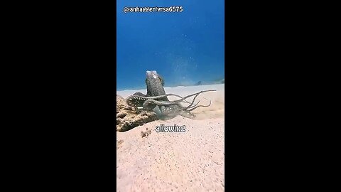 Is the Octopus Actually an Alien? 🐙👽 | Mind-Blowing Ocean Facts #shorts