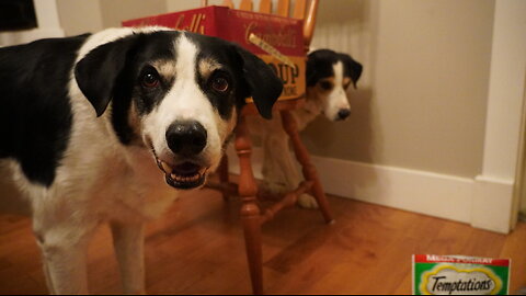 DOG BEHIND CAT