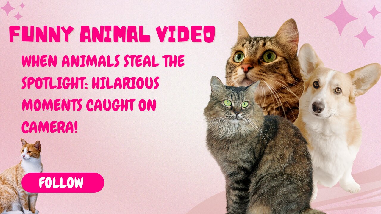 When Animals Steal the Spotlight: Hilarious Moments Caught on Camera!