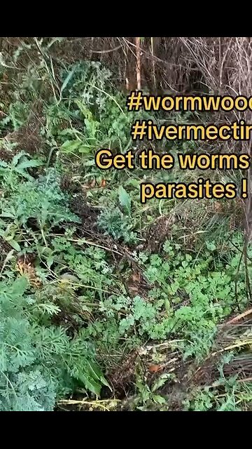 Wormwood To Rid The Body Of Parasites