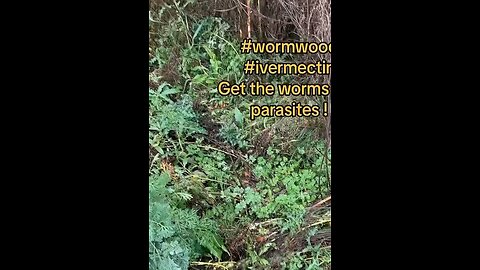 Wormwood To Rid The Body Of Parasites