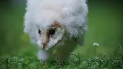 Exploring its surroundings