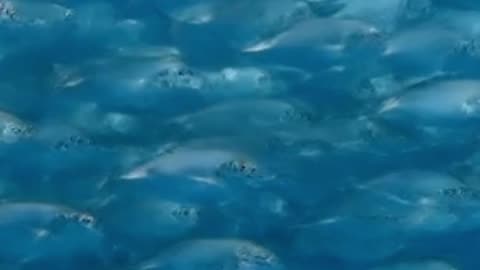 Before and After"Dead River"-“Living Water"#Rivers #Pollution #Restoration #Nature #Ecology