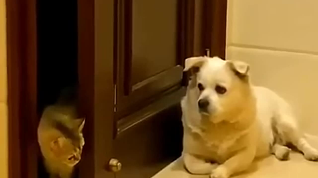 Cuidado não entra.. cachorro na área.. kkkk.
