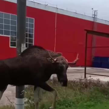 When a male moose considers you competition