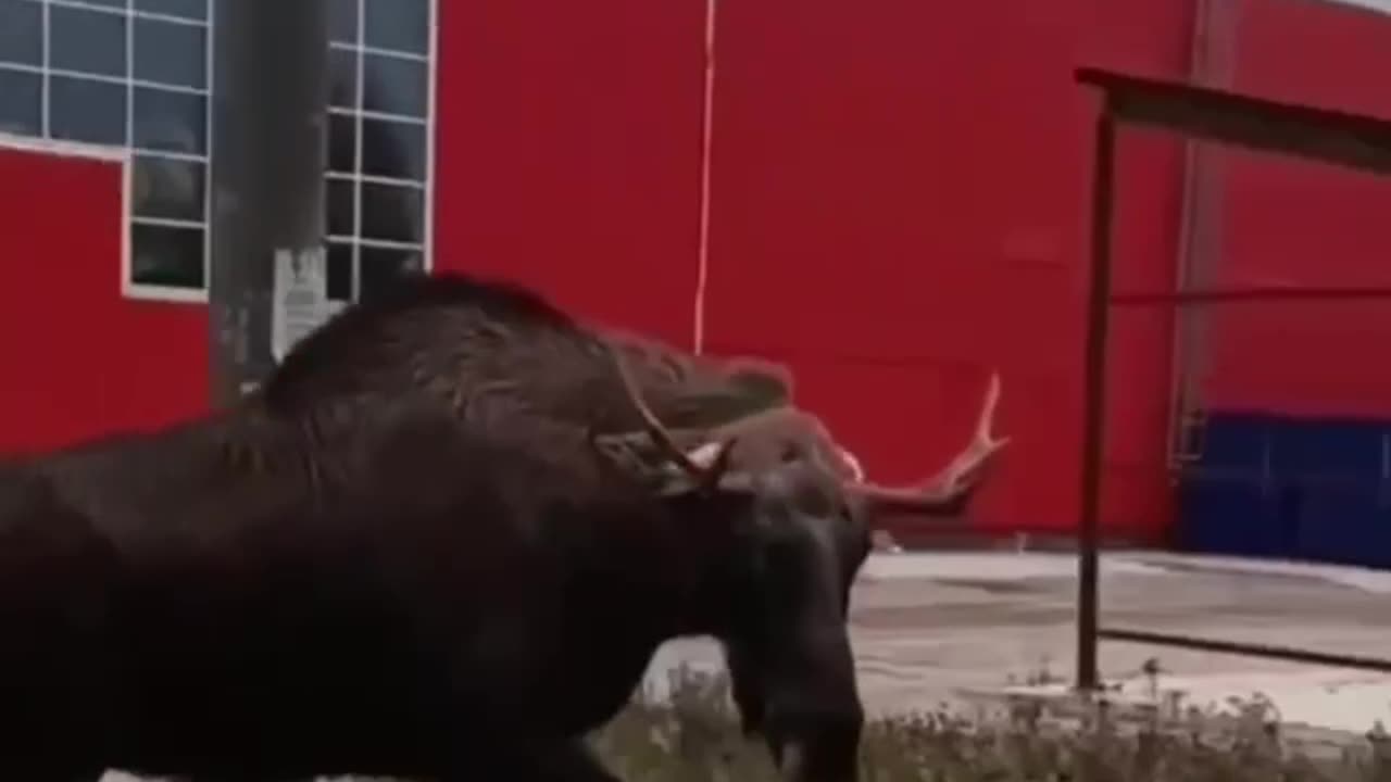 When a male moose considers you competition