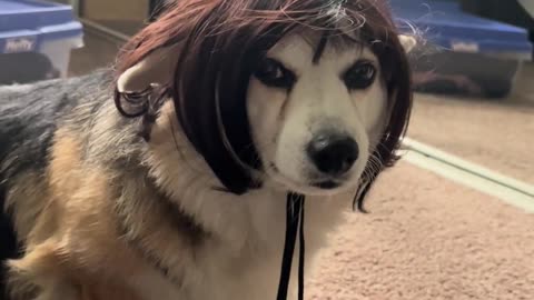 😂😹 Your Dog's Reaction to Wigs Will Leave You in Stitches! | FunFM