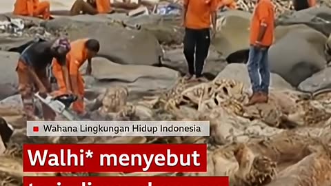 Hamparan kayu gelondongan sisa banjir Sumatra - BBC News Indonesia