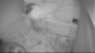 Chicken Live Stream