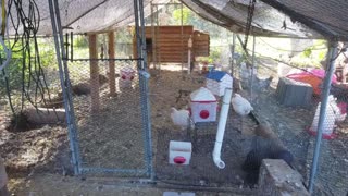 Chicken Live Stream