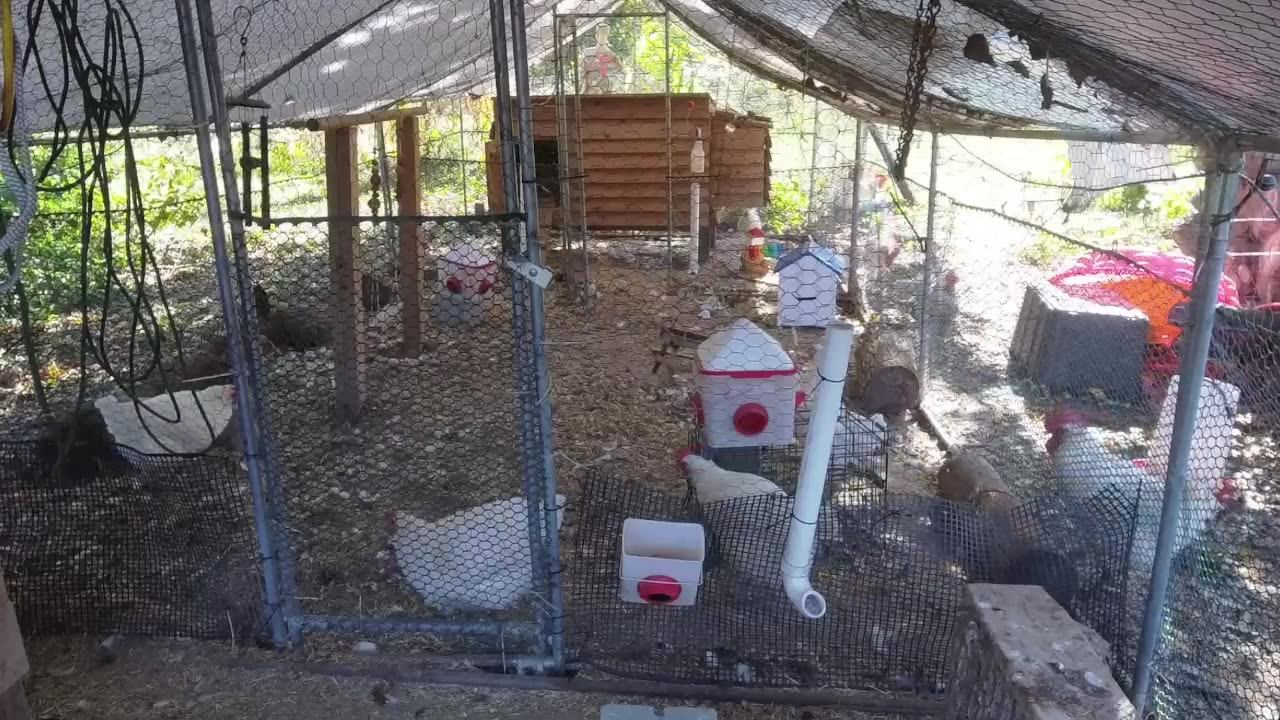 Chicken Live Stream