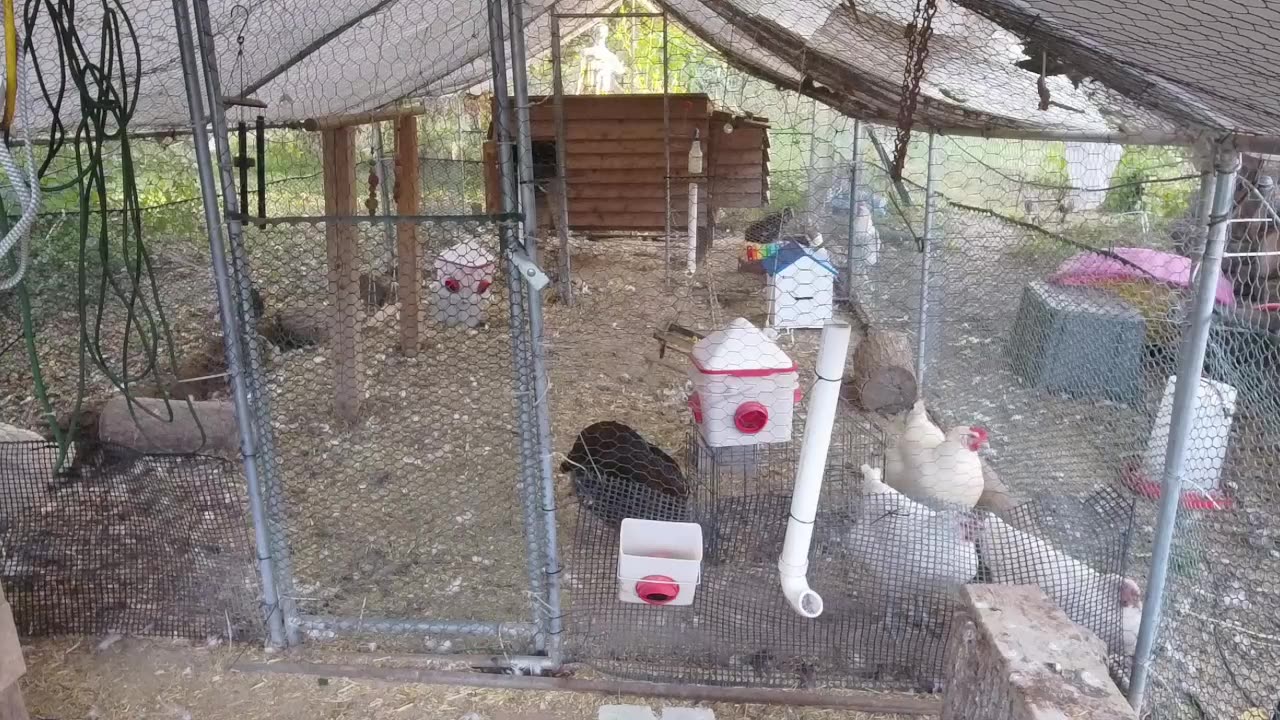 Chicken Live Stream
