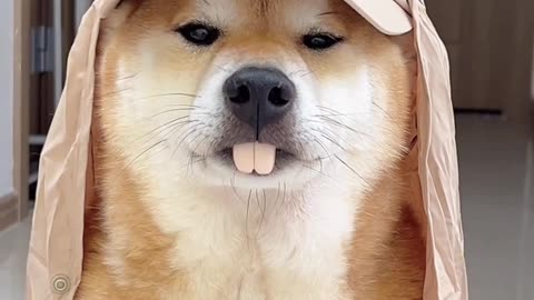 Shiba Inu with big front teeth; what does it look like?