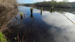 Big Cat and Panfish