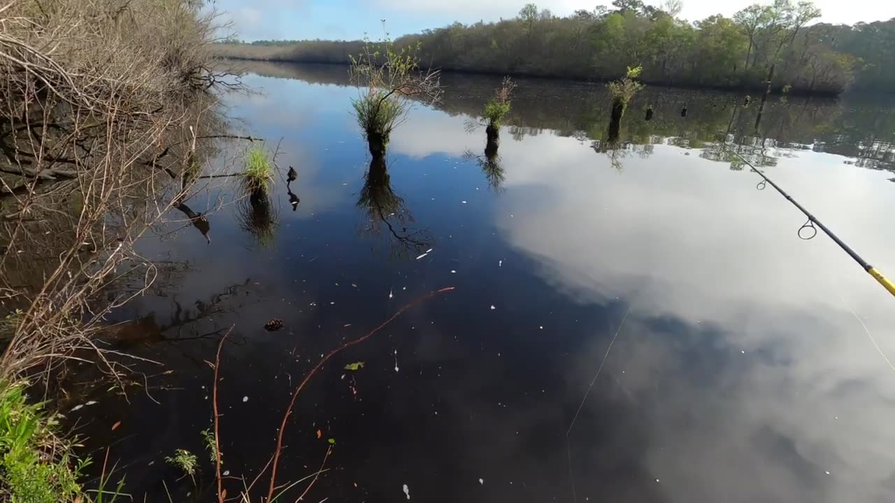 Big Cat and Panfish
