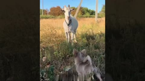 A selection of funny moments with animal #23