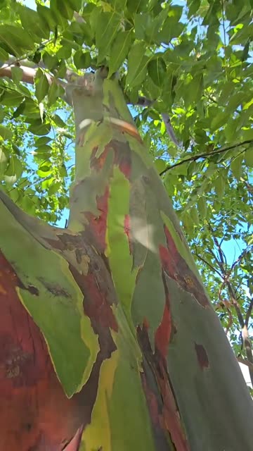 Rainbow Eucalyptus Tree