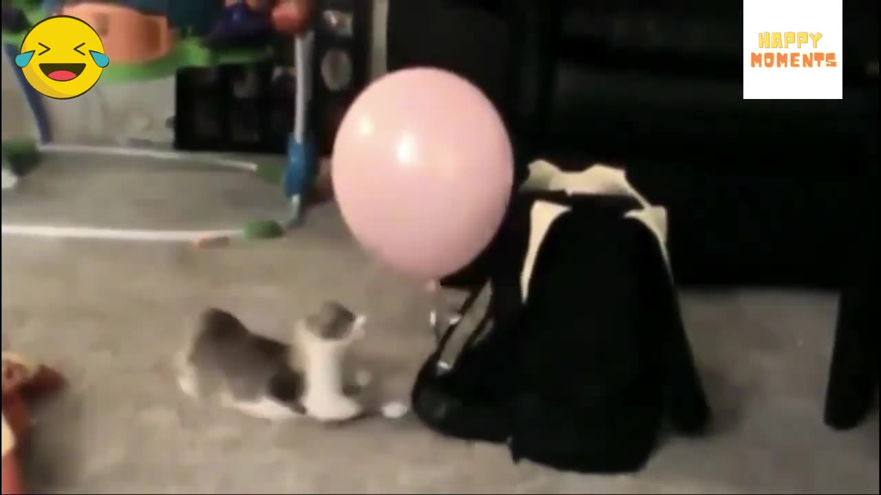 Six 6 minutes of the most funny cat moments