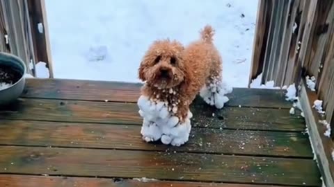 DOGS IN THE SNOW 😅TO MAKE YOU SMILE TODAY