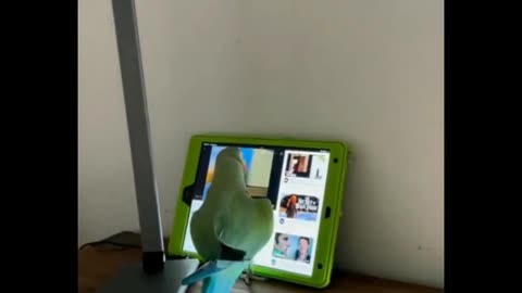 Parrot (Indian Ringneck) navigating Youtube and doesn't like it