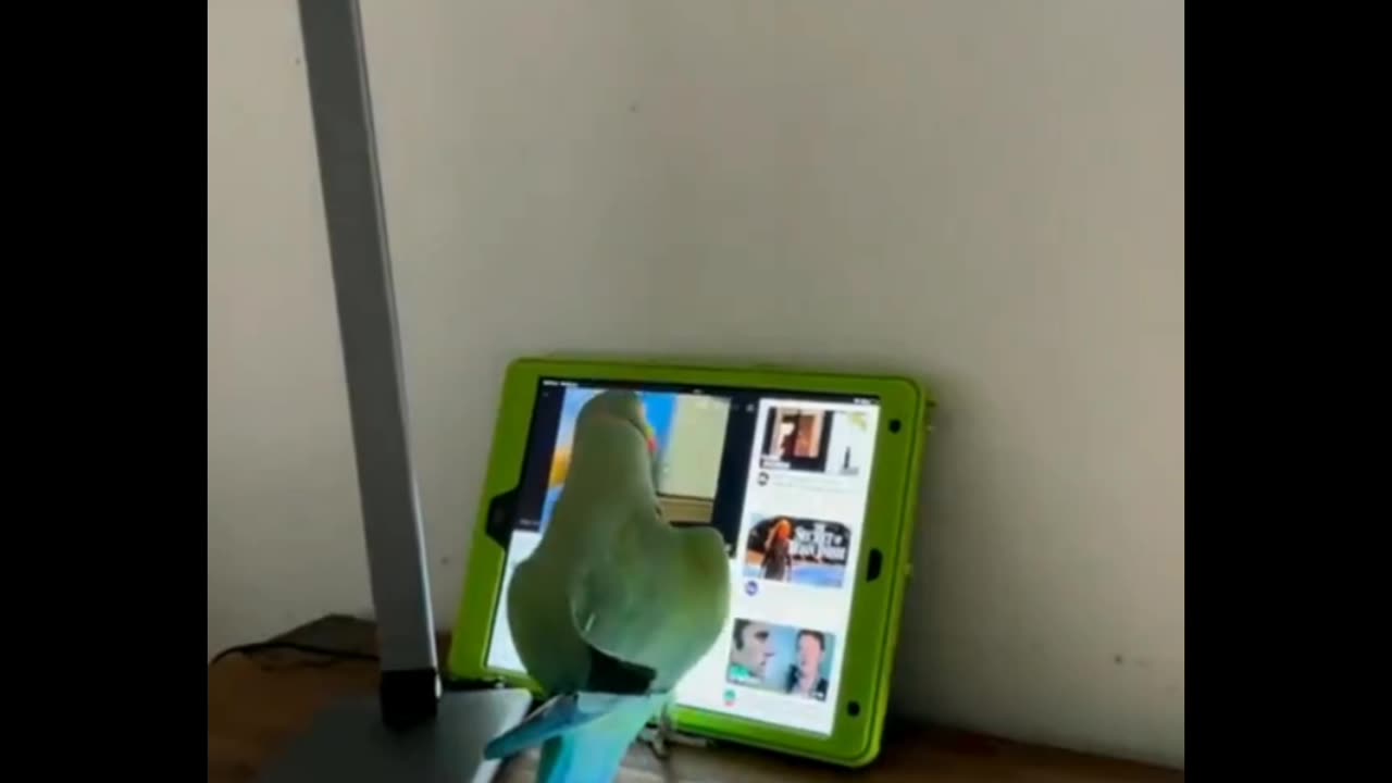 Parrot (Indian Ringneck) navigating Youtube and doesn't like it