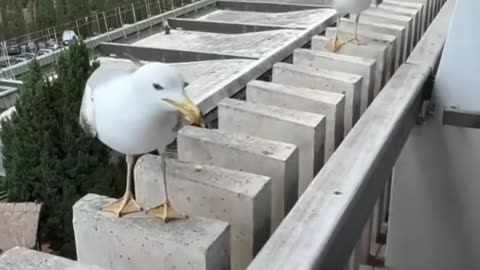 😂🐦 Birds Prove They Have a Hilarious Sense of Humor! | FunFM