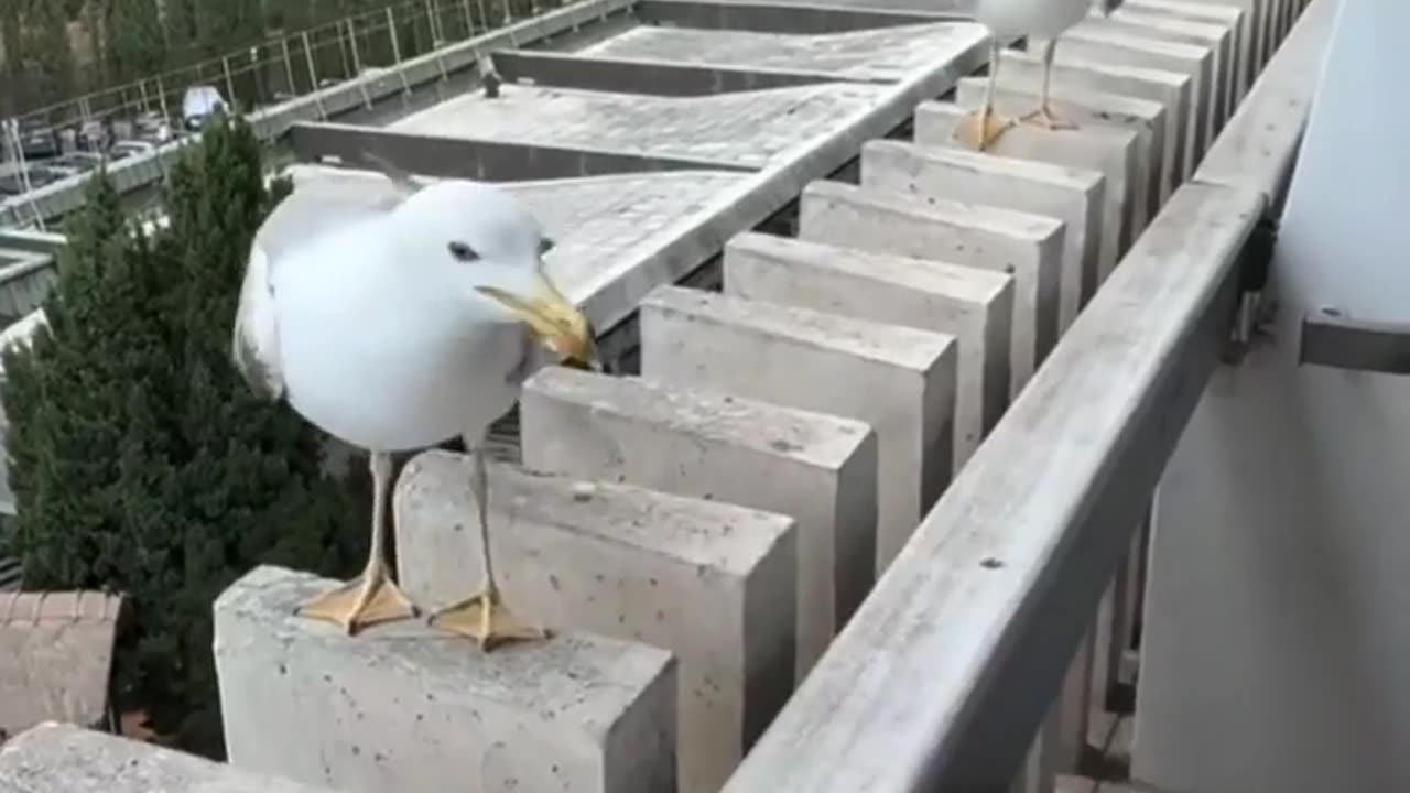😂🐦 Birds Prove They Have a Hilarious Sense of Humor! | FunFM