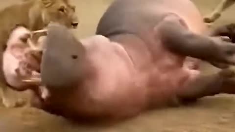 Hippo drags Lion Into Water After Brutal Fight With 2 Lions