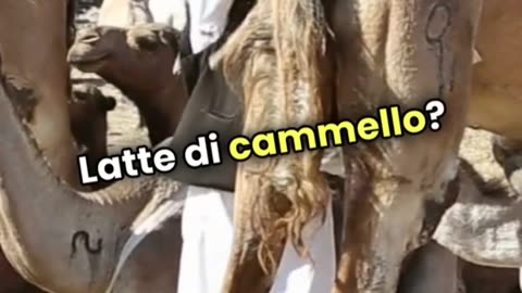 🧐 Aspetta… Latte di CAMMELLO?! 🐪🥛