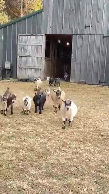 Goats on My Farm – Cute Babies & Their Friends! 🌿