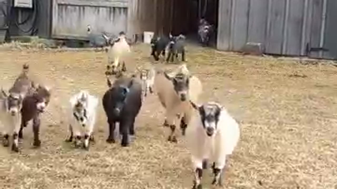 Goats on My Farm – Cute Babies & Their Friends! 🌿