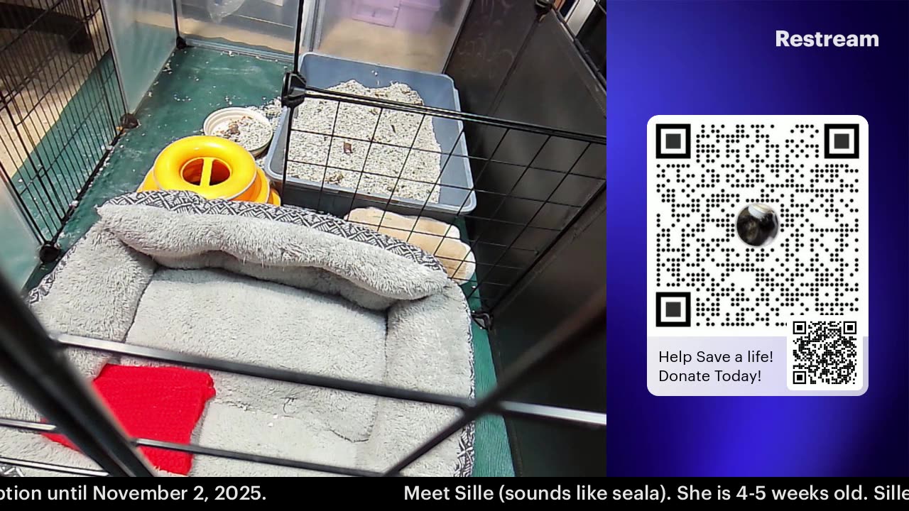 Tiny Sillé is 4-5 weeks old, come watch her grow!