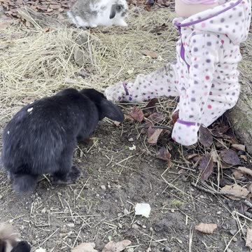 Baby Kayla Feeds Lettuce to the Bunnies