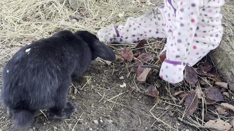 Baby Kayla Feeds Lettuce to the Bunnies