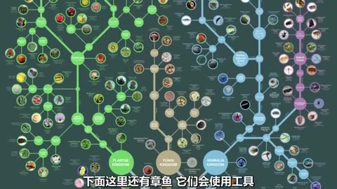 生物进化树 3 哺乳动物