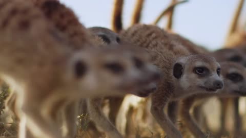 Los animalitos de Andy - T01E17 - Trabajo en Equipo
