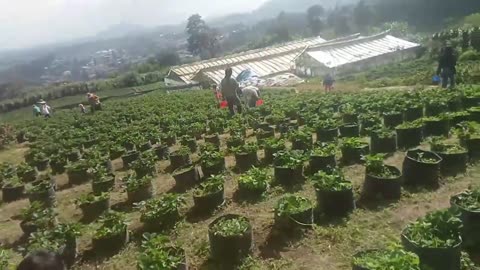 Strawberry Harvest in the Highland Garden | Fresh and Sweet - Part 1